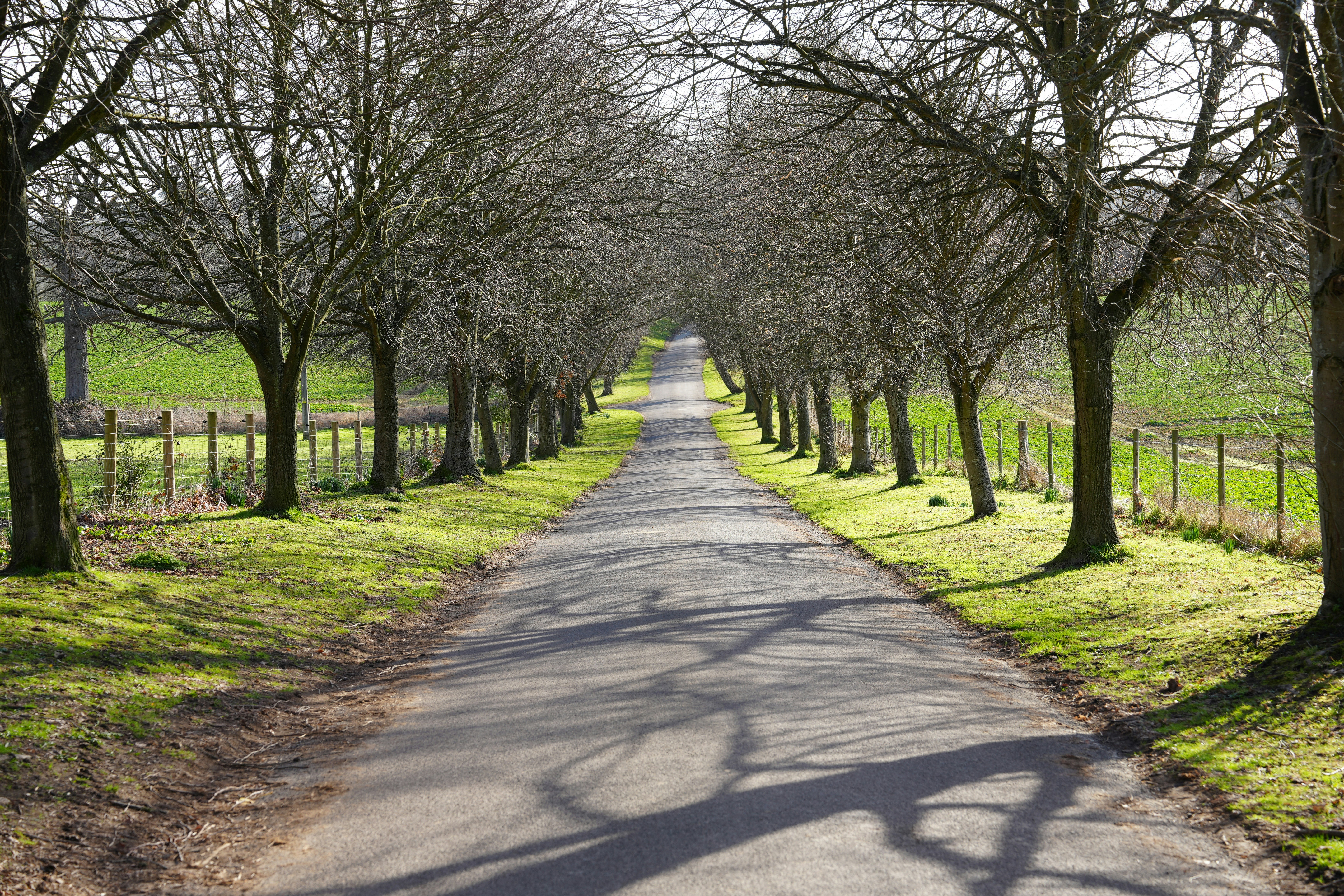 Tree Lined road